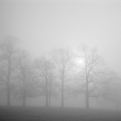 Trees near Hurworth-on-Tees