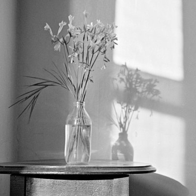 Freesias