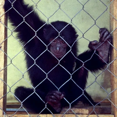 Beer-drinking monkey at the Borneo Guest House, Jakarta