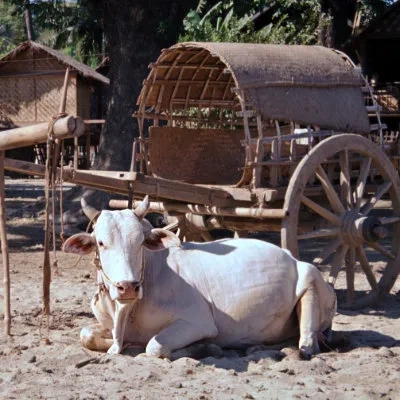 Ox cart at Mingun